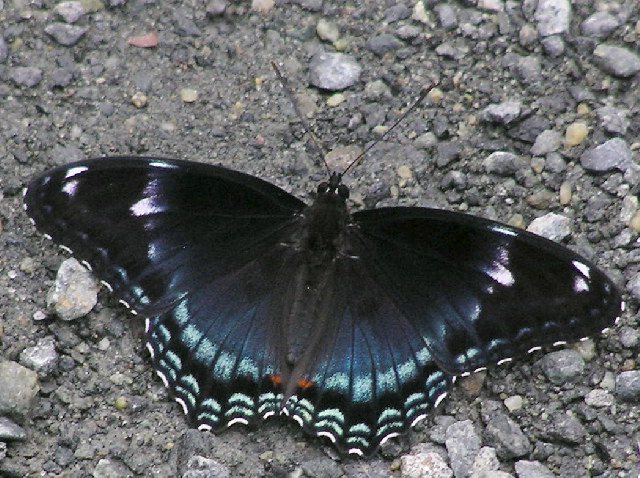 Limenitis arthemis astyanax (hyrid variation, live 2) (Internet Image property of respective owner, non-commercial use only)